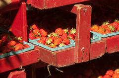 Pick Your Own Produce in and Around Howard County