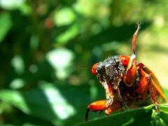 where are the cicadas in burke?