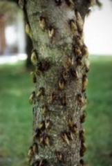 2013 brood ii cicada invasion: have you seen any?