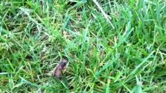 weird news: cicadas (or not), naked strolls, crows in closets and kitty litter in the pool